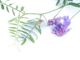 blue pea flowers on a white background