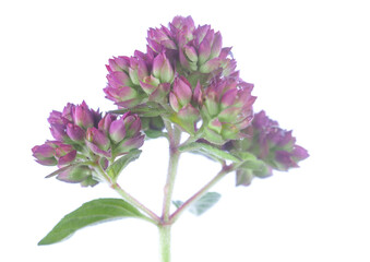 oregano flowers on a white background