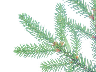spruce branch on a white background