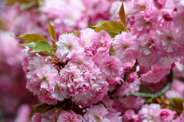 Fototapeta premium Spring seasonal of pink sakura branch with green and yellow leaves. Beautiful nature summer background with flowers. Romantic image.