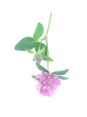 pink clover flower on a white background