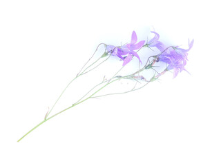 Obraz premium bluebell flower on white background