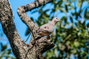 Eared Dove (Zenaida auriculata) in park, Buenos Aires, Argentina