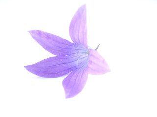 Fototapeta na wymiar bluebell flower on white background