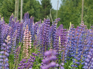 Lupine flowers in the forest. summer