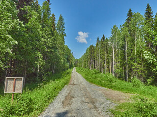 Fototapeta na wymiar road in the forest. summer