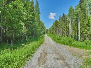 Fototapeta na wymiar road in the forest. summer