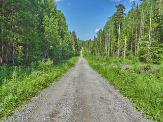 road in the forest. summer