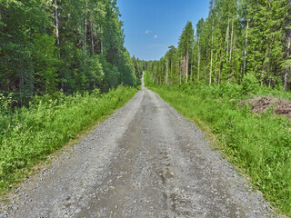 Obraz premium road in the forest. summer