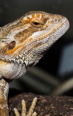 Pogona