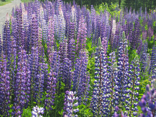 Lupine flowers in the forest. summer