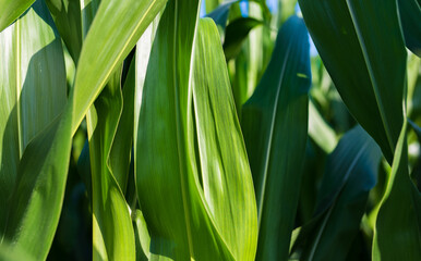Corn field in sunset. Maize closeup, agriculture theme.