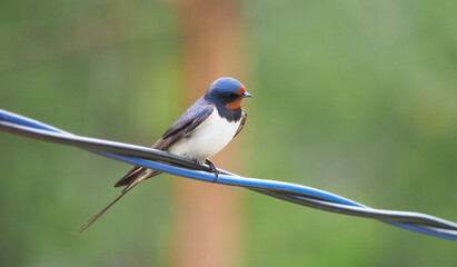 swallow on the wire. summer