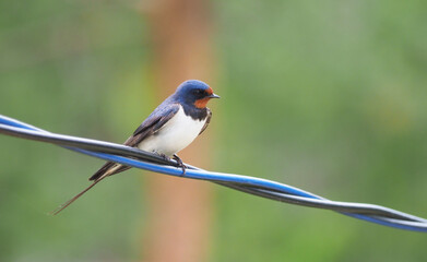 Fototapeta premium swallow on the wire. summer