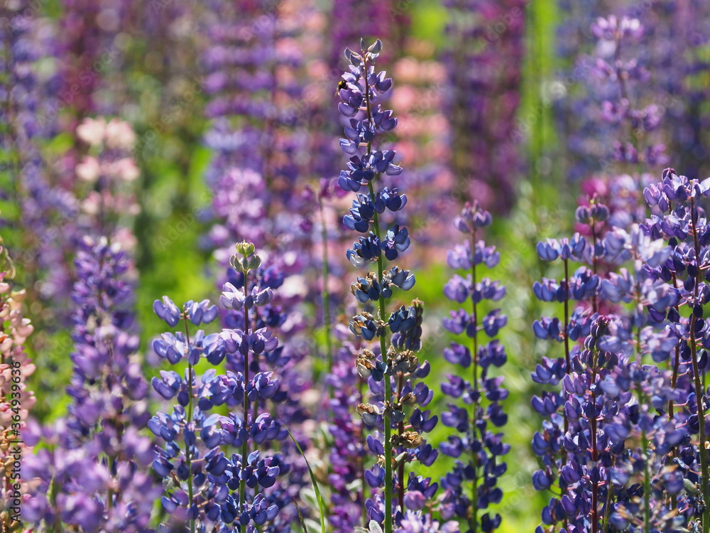 Canvas Prints Lupine flowers in the forest. summer