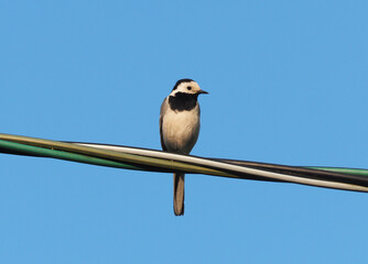 wagtail on the wire. summer