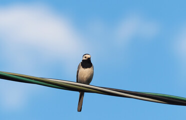 wagtail on the wire. summer