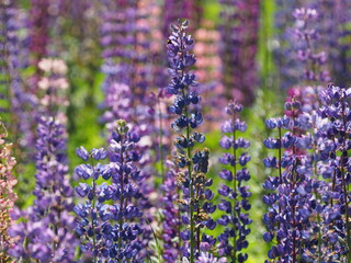 Lupine flowers in the forest. summer