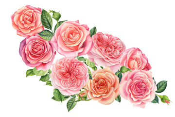Bouquet of flowers pink roses, isolated white background. Watercolor delicate flowers 