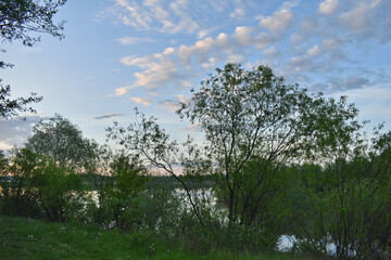рассвет солнца в летнем лесу