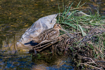 South American Snipe (Gallinago paraguaiae) in Ushuaia area, Land of Fire (Tierra del Fuego), Argentina