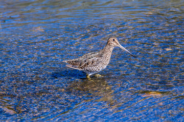 South American Snipe (Gallinago paraguaiae) in Ushuaia area, Land of Fire (Tierra del Fuego), Argentina