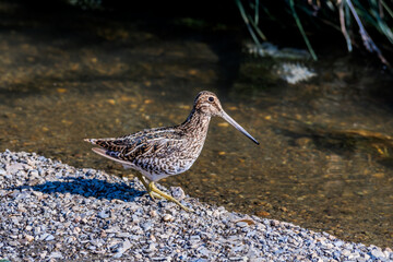 South American Snipe (Gallinago paraguaiae) in Ushuaia area, Land of Fire (Tierra del Fuego), Argentina