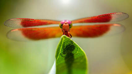 colorful dragonfly on a leaf , macro photography of this elegant and delicate Odonata with wide wings and big faceted eyes. nature scene in the tropical island of Koh Phayam, Thailand 