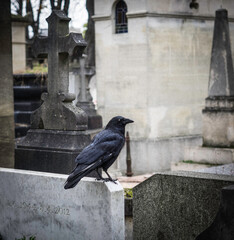 cuervo en cementerio