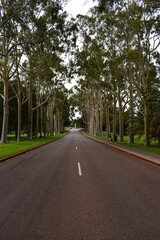 Obraz premium road in the park