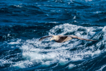 Naklejka premium Southern Giant Petrel (Macronectes giganteus) in South Atlantic Ocean, Southern Ocean, Antarctica