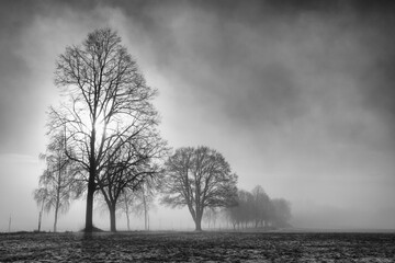 Obraz premium Winter landscape in the dramatic morning mist.