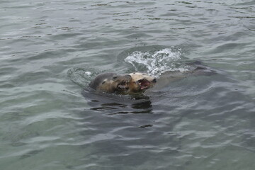 Obraz premium sea lion swimming