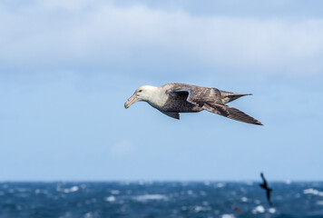 Southern Giant Petrel (Macronectes giganteus) in South Atlantic Ocean, Southern Ocean, Antarctica
