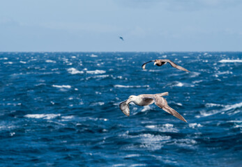 Fototapeta na wymiar Southern Giant Petrel (Macronectes giganteus) in South Atlantic Ocean, Southern Ocean, Antarctica