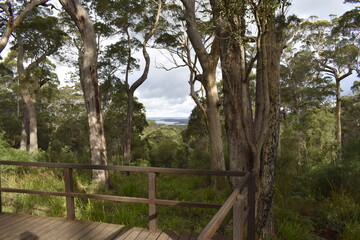 Fototapeta premium fence in the forest