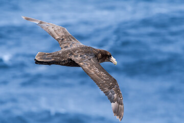 Southern Giant Petrel (Macronectes giganteus) in South Atlantic Ocean, Southern Ocean, Antarctica