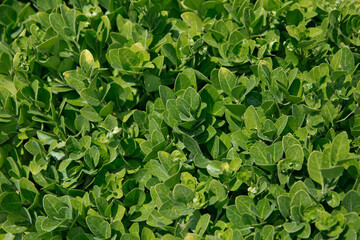 Branch of Euonymus fortunei . Euonymus Fortunei Gracilis common names Spindle or Fortune's Spindle, winter creeper or wintercreeper , green and white foliage. Family: Celastraceae.