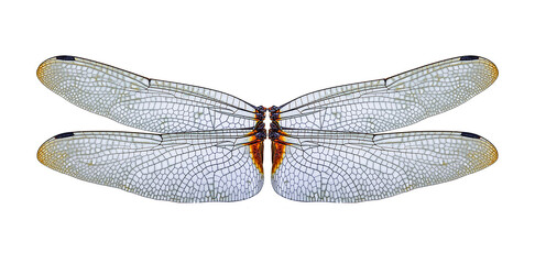 closeup dragonfly wings on a white background,isolated