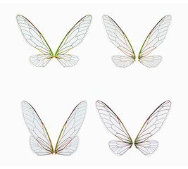 set of cicada insect wings on a white,isolated