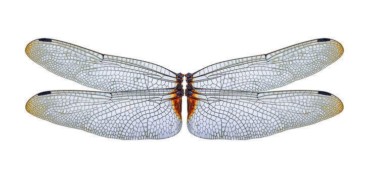 closeup dragonfly wings on a white background,isolated