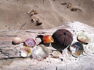 taly, Tuscany, Maremma, Punta Ala, Shellfish and shells recovered on the seabed during a snorkeling...