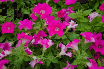 Fototapeta na wymiar Pink petunia flowers. Adorable summer petunia flowers 