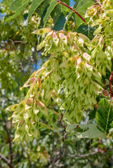 Tree of Heaven (Ailanthus altissima) in park, south coast of Crimea