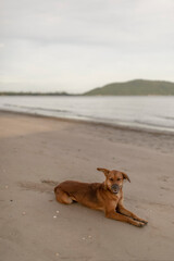 dog on the beach