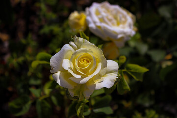 Wonderful Beautiful Beige  Rose Flowers