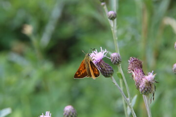 A close up view of a Large Skipper Butterfly