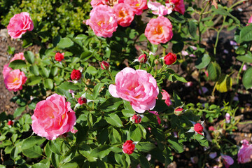 Wonderful Beautiful Pink Rose Flowers