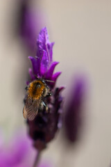 Bumblebee on lavender