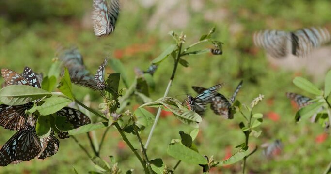 Group of blue tiger butterfly